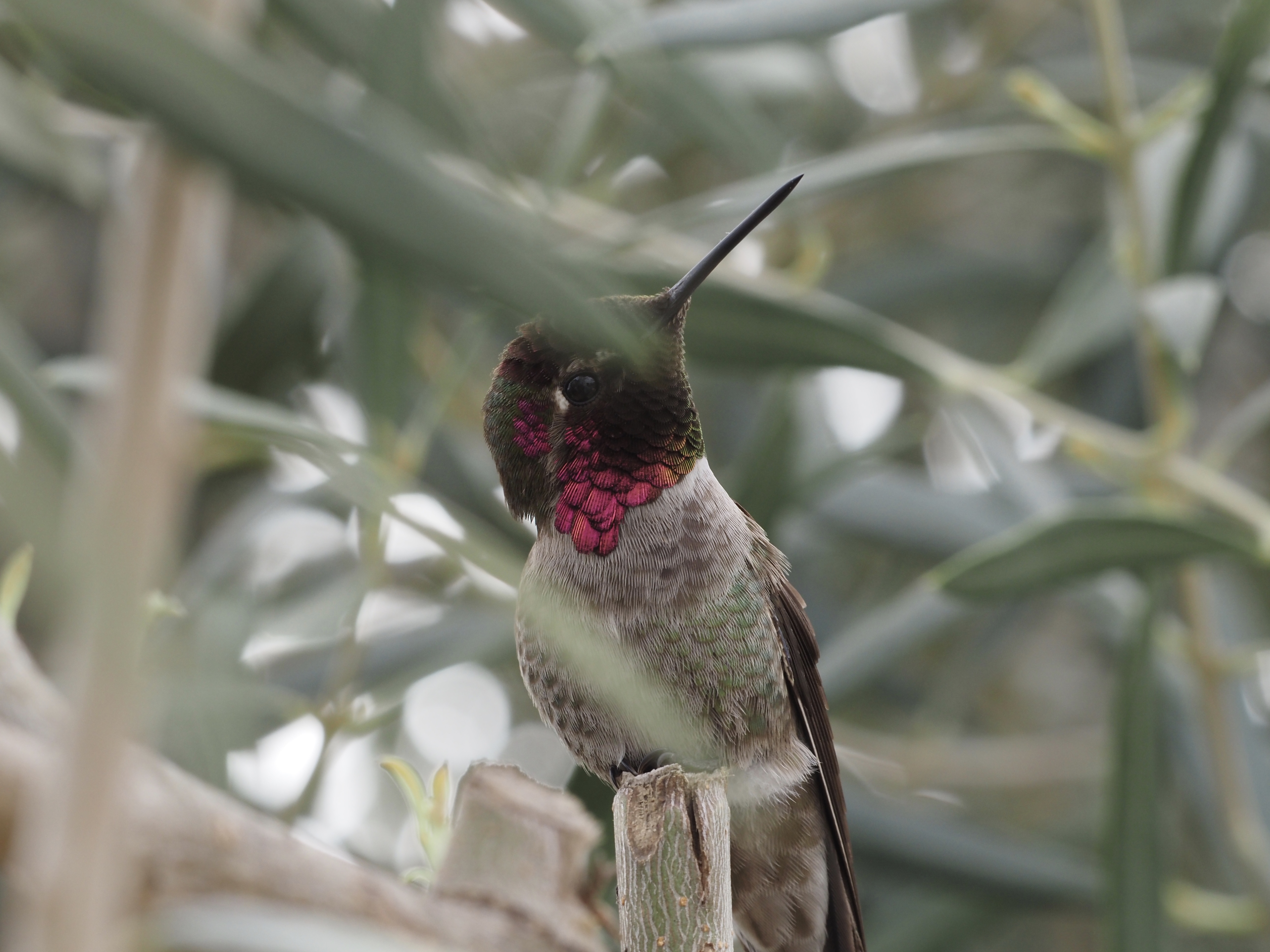 Annas hummingbird, San Diego 2023